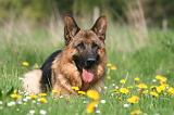 BERGER ALLEMAND 1389